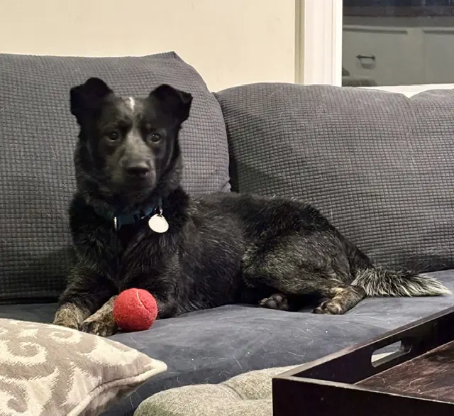 Maximus - Australian Cattle Dog/Blue Heeler