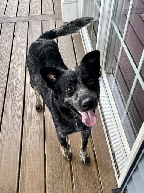 Maximus, a dog for adoption from Australian Cattle Dog Rescue Association