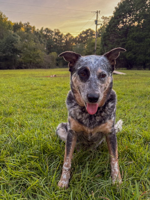 Brooklyn, Australian Cattle Dog/Blue Heeler