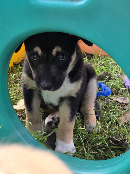 Sammi, a dog for adoption from Australian Cattle Dog Rescue Association