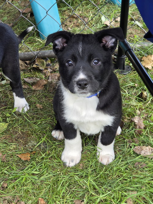 Skeeter, a dog for adoption from Australian Cattle Dog Rescue Association