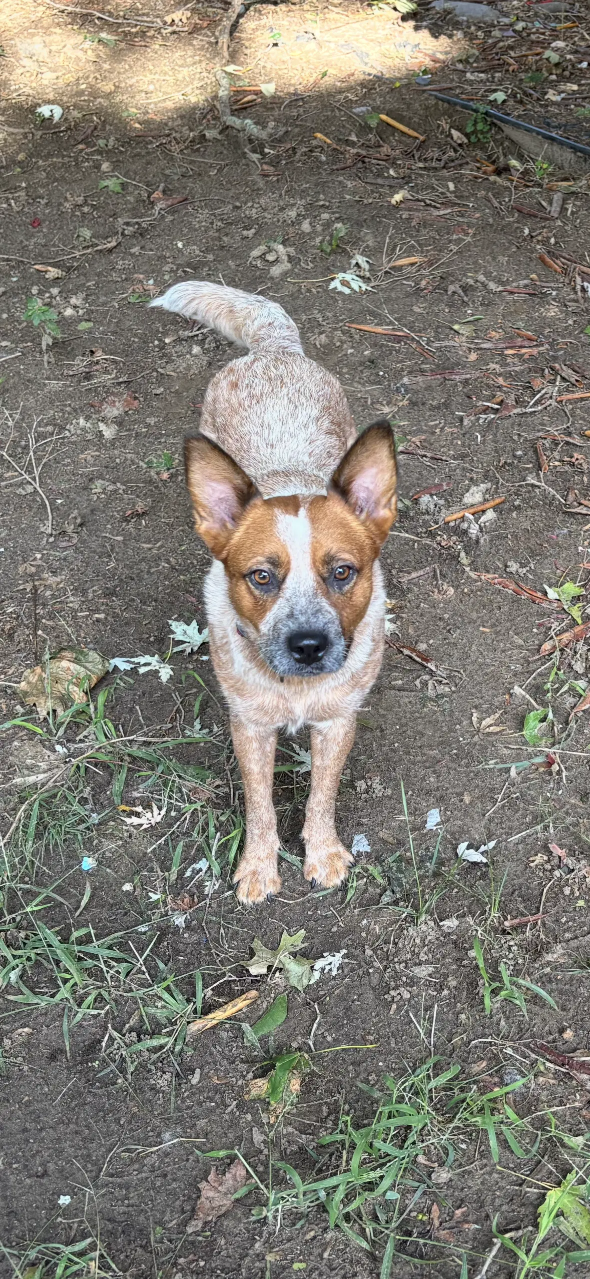 Lilly - Australian Cattle Dog/Blue Heeler