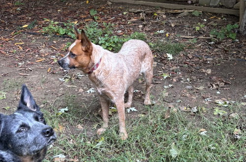 Photo 3 of Lilly
