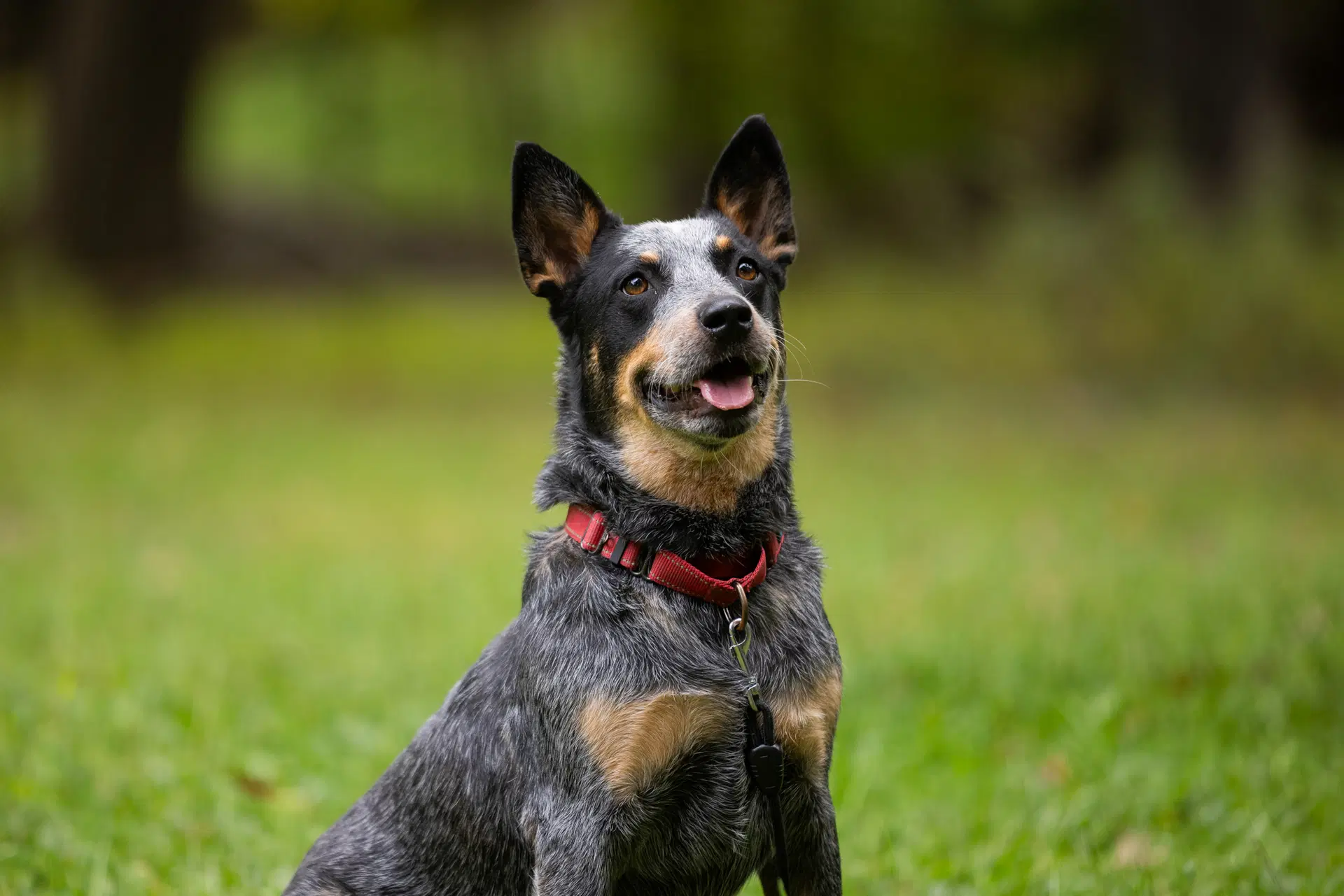 Bandit - Ny - Australian Cattle Dog/Blue Heeler