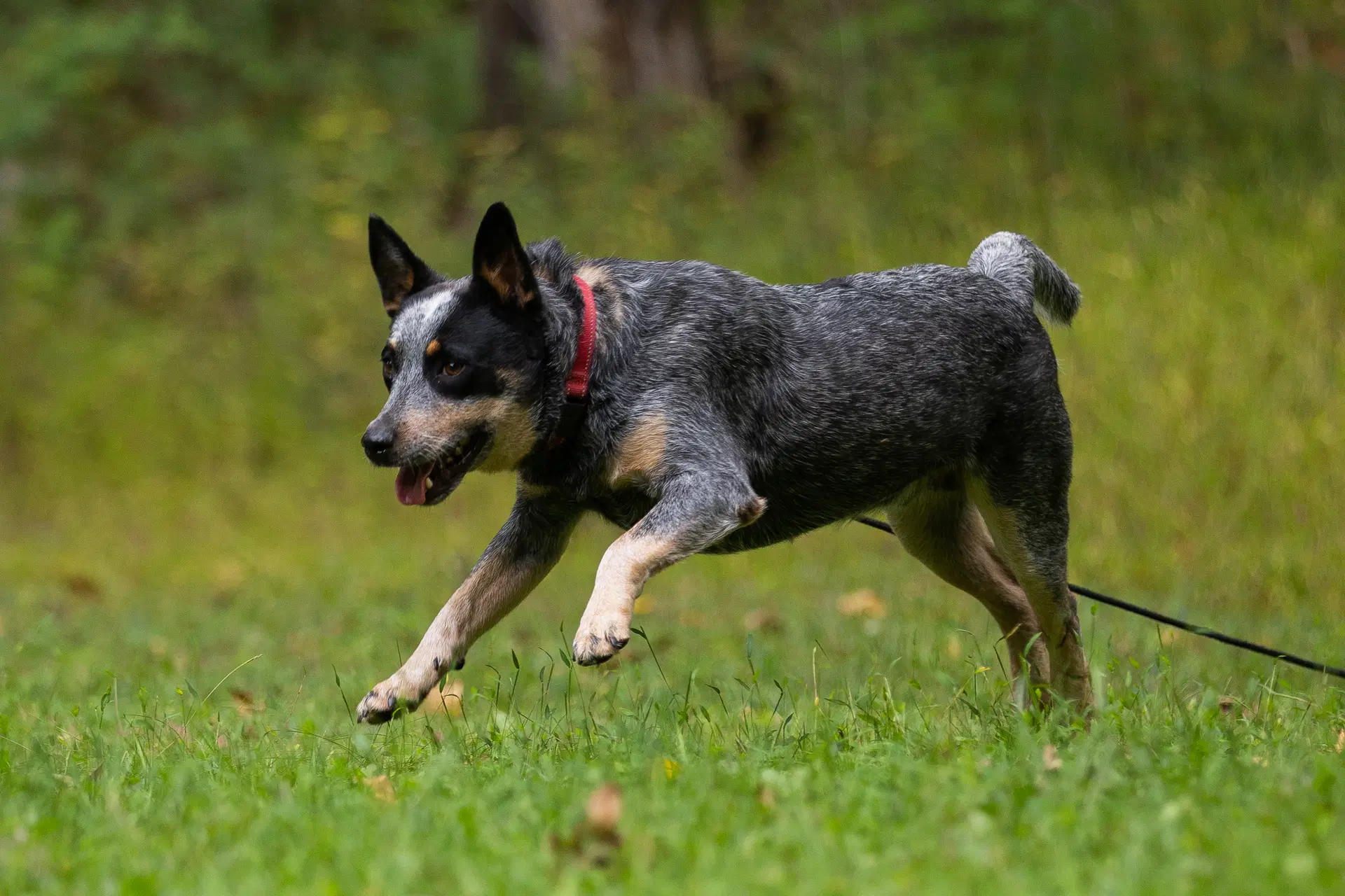 Bandit - Ny image 4