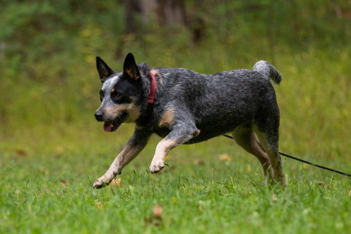 Photo 4 of Bandit - NY