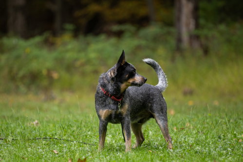 Photo 6 of Bandit - NY