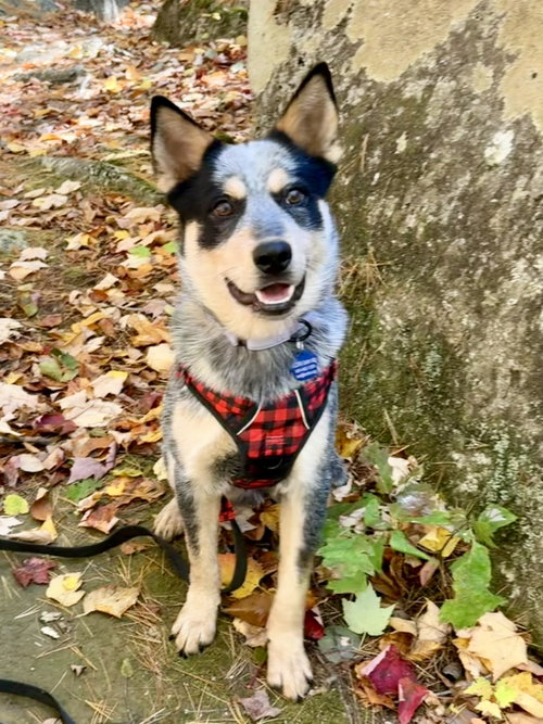 Dingo, a dog for adoption from Australian Cattle Dog Rescue Association