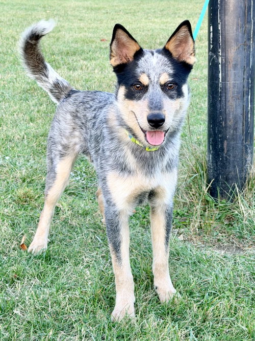 Photo 2 of Dingo