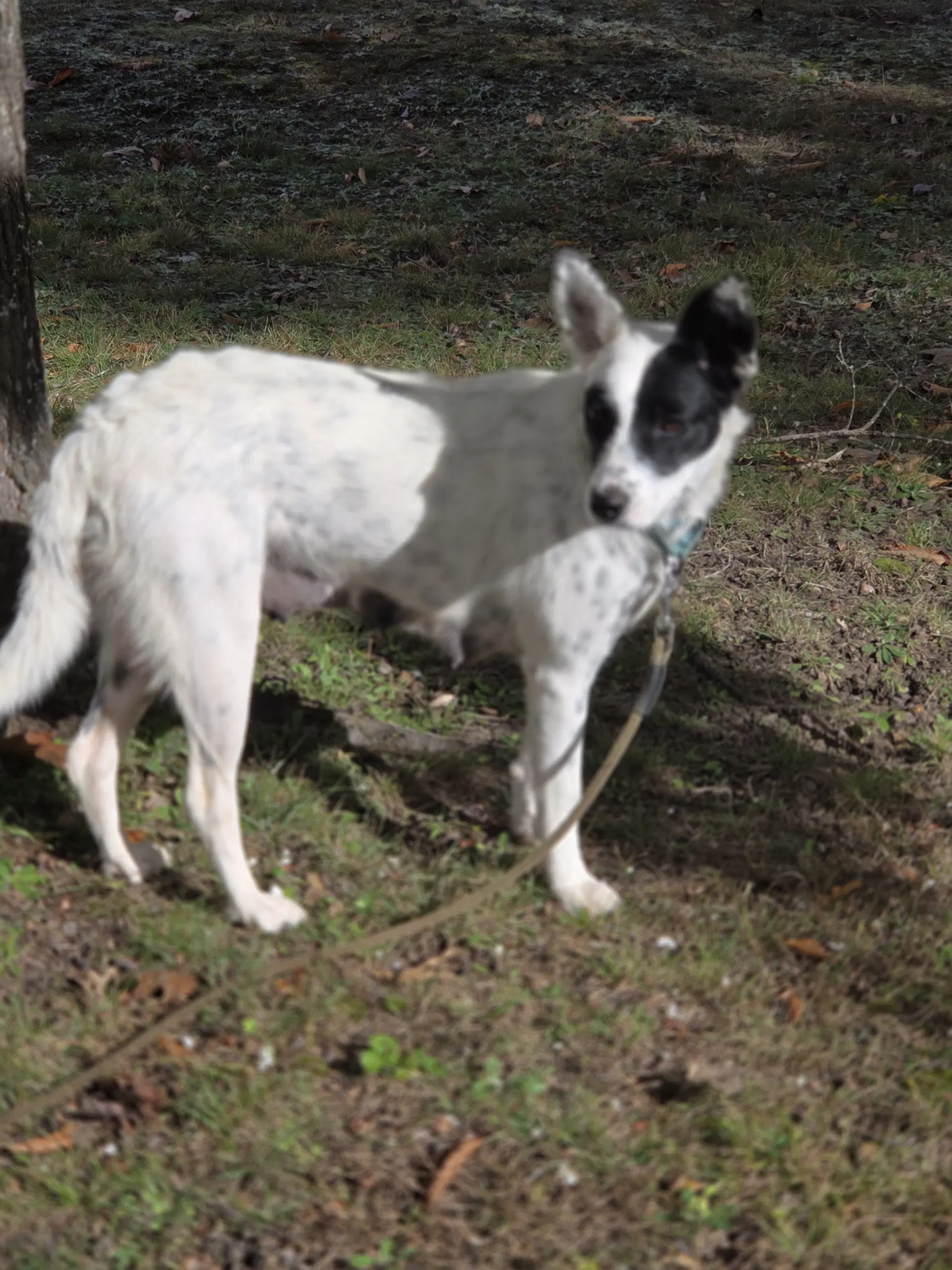 Sasha image 1