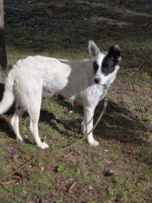 Sasha, Australian Cattle Dog/Blue Heeler / Mixed (short coat)