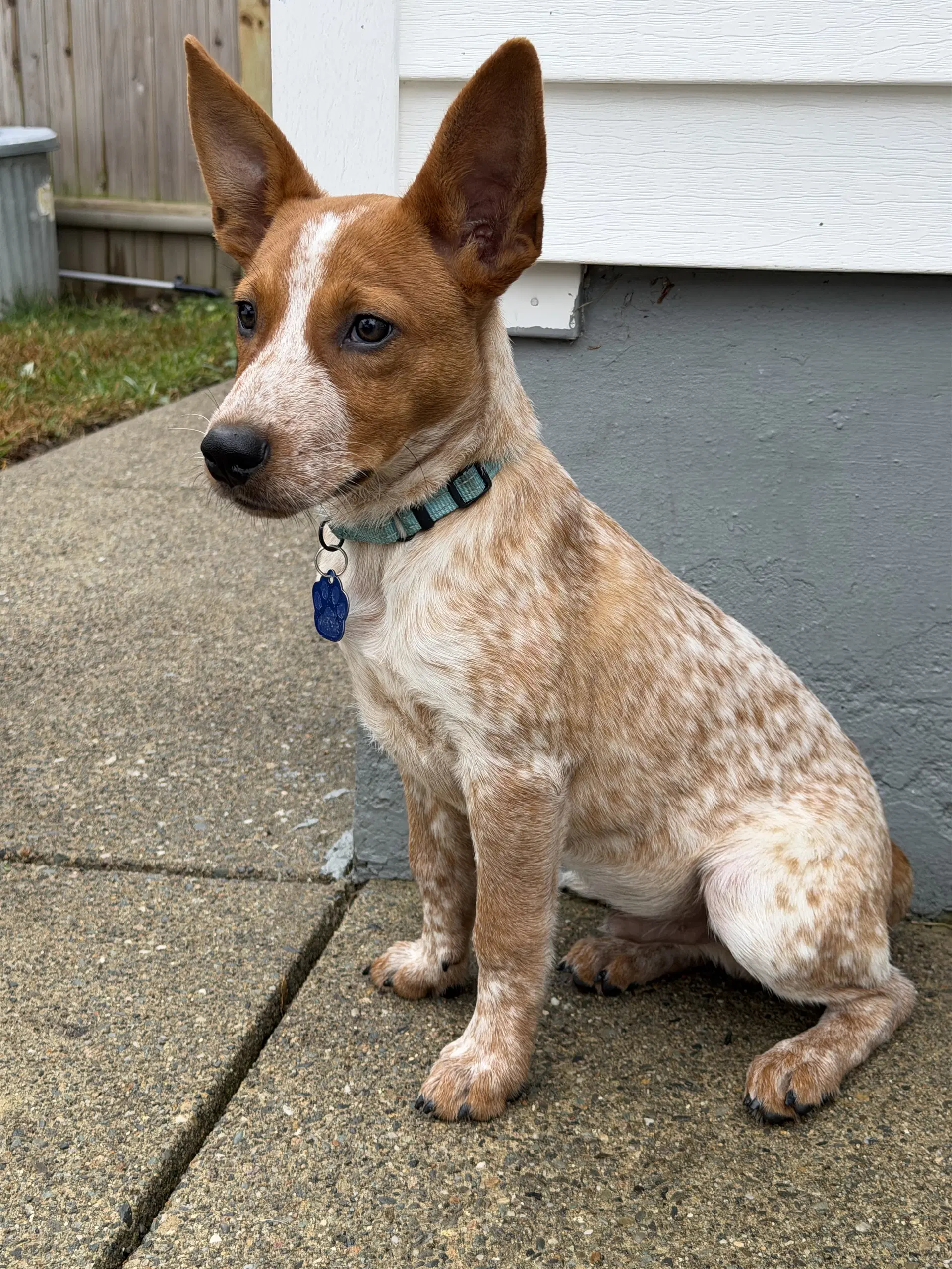 Joel - Australian Cattle Dog/Blue Heeler