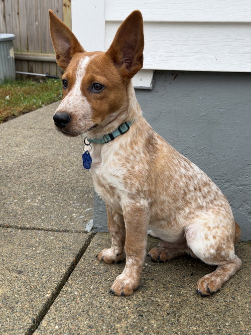 Joel, Australian Cattle Dog/Blue Heeler (short coat)