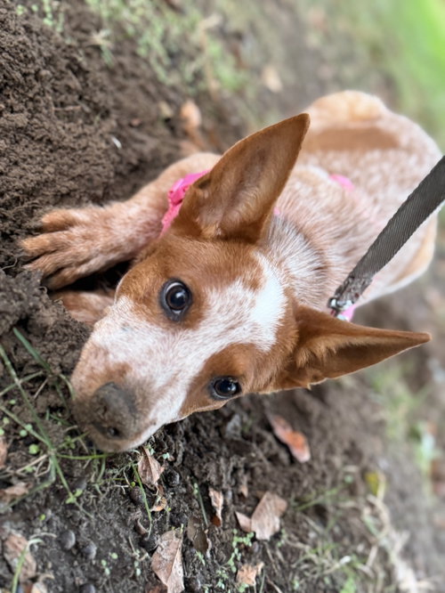 Jolene, Australian Cattle Dog/Blue Heeler (short coat)