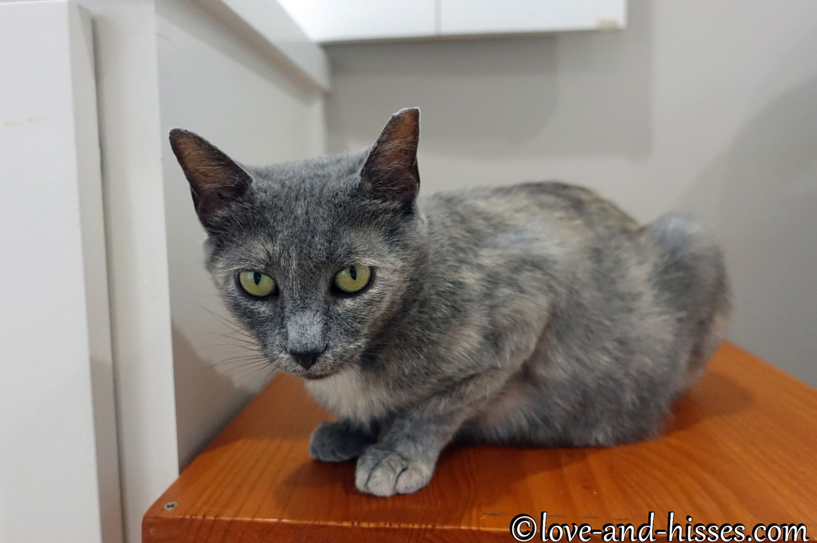 adoptable Cat in Capshaw, AL named KRISTI