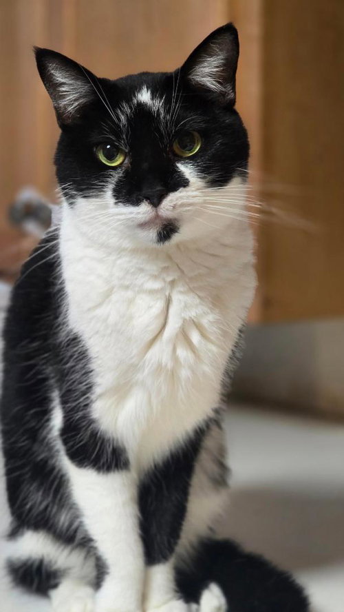 BETSY, Adult Domestic Short Hair (short coat), cat for adoption in Florence, Alabama