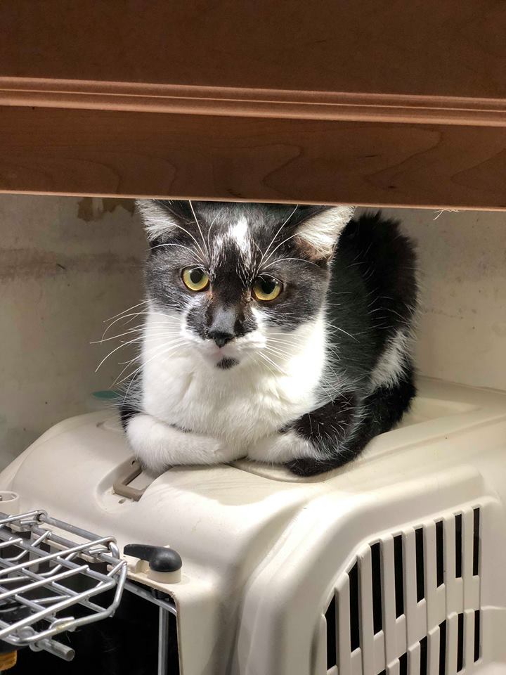 adoptable Cat in Capshaw, AL named BETSY