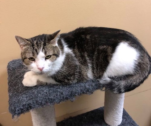 COSTA, Adult Tabby / Domestic Short Hair (short coat), cat for adoption in Florence, Alabama