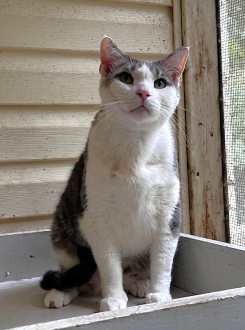BLUE, Adult Tabby (short coat), cat for adoption in Florence, Alabama