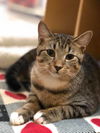 adoptable Cat in Capshaw, AL named KNOX