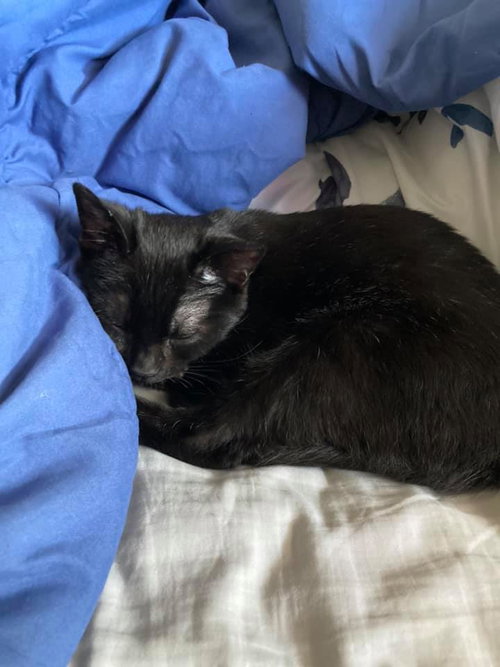 SOLEIL, Adult Domestic Short Hair (short coat), cat for adoption in Florence, Alabama