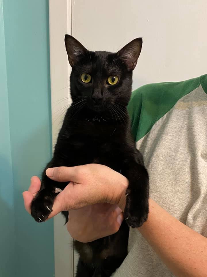 adoptable Cat in Capshaw, AL named DELIA