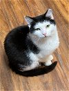 adoptable Cat in capshaw, AL named DANDY