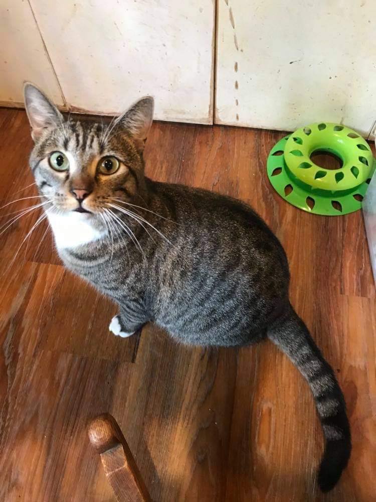 adoptable Cat in Capshaw, AL named MR. GOODBAR