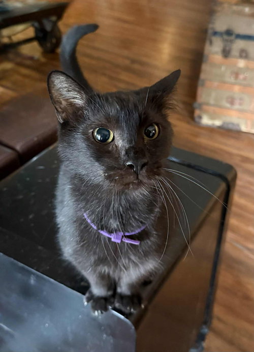 NUGGGET, Adult Domestic Short Hair (short coat), cat for adoption in Florence, Alabama