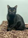 adoptable Cat in Capshaw, AL named NUGGGET