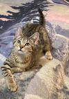 adoptable Cat in Capshaw, AL named COLLEEN