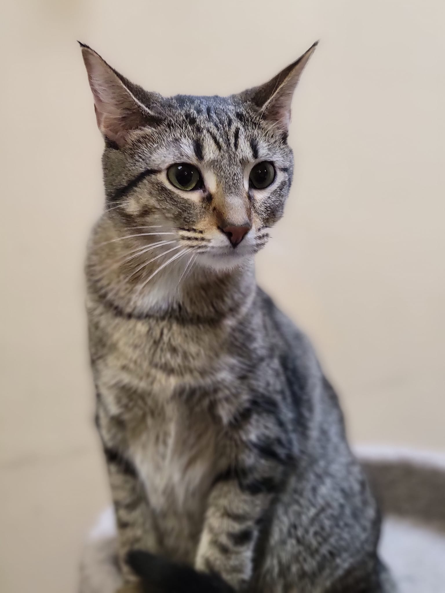 adoptable Cat in Capshaw, AL named CARA