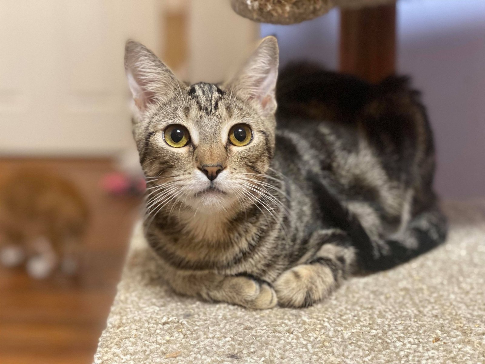 adoptable Cat in Capshaw, AL named QUIZNO