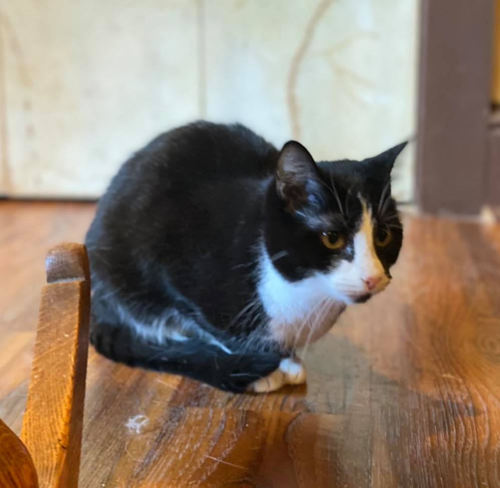 adoptable Cat in Capshaw, AL named DOLLY MADISON