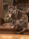 adoptable Cat in Capshaw, AL named TOOTSIE