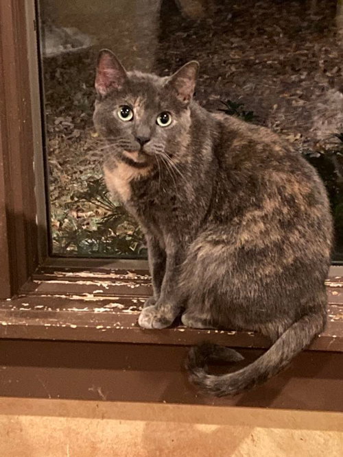 TOOTSIE, Adult Tortoiseshell (short coat), cat for adoption in Florence, Alabama