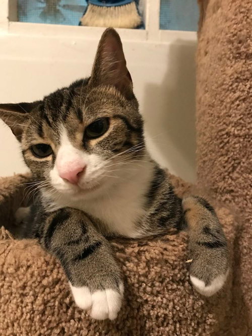 BROWNIE BOY, Young Tabby (short coat), cat for adoption in Florence, Alabama