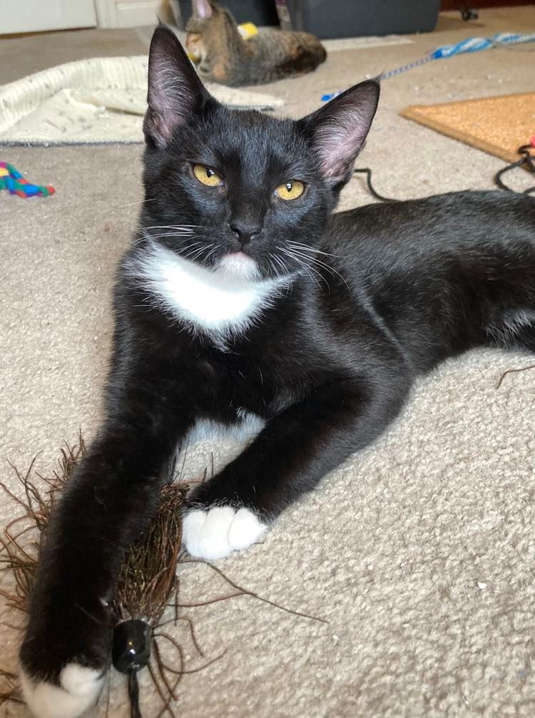 Cats for Adoption in Florence, Alabama Alpha Paw