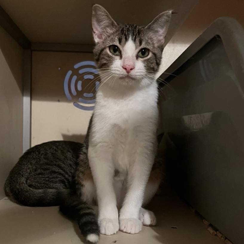 Cats for Adoption in Florence, Alabama Alpha Paw