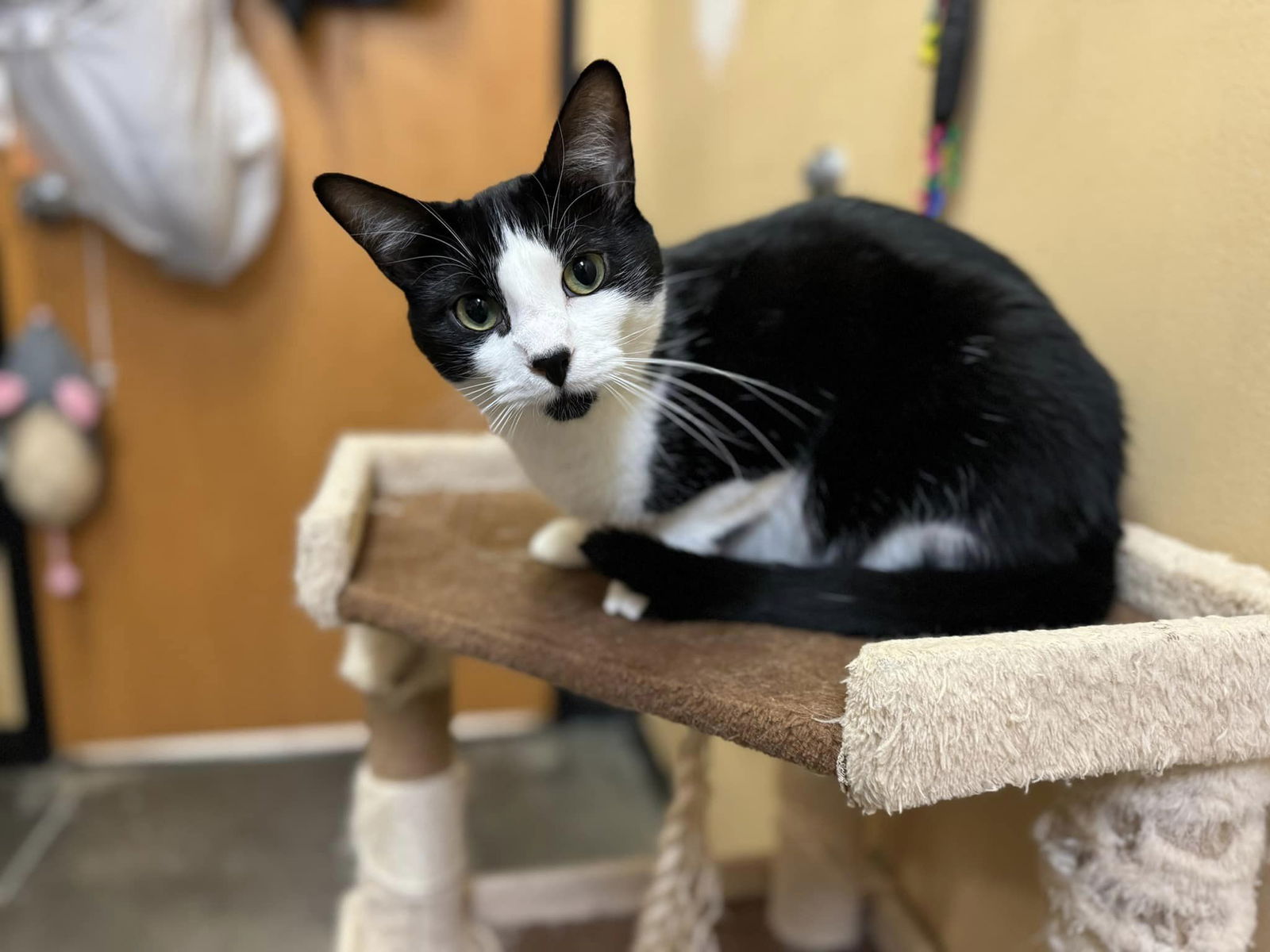 adoptable Cat in Capshaw, AL named KANE BROWN