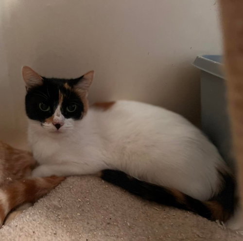 TILLIE, Adult Calico (short coat), cat for adoption in Florence, Alabama