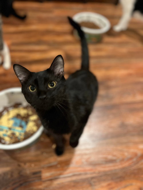 KILO, Young Domestic Short Hair (short coat), cat for adoption in Florence, Alabama