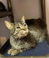 adoptable Cat in Capshaw, AL named BIGGS