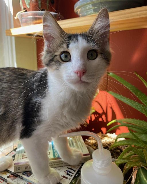 Cats for Adoption in East Florence, Alabama Alpha Paw