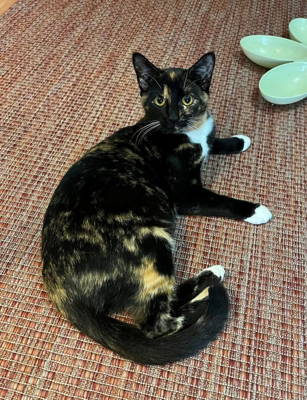 Cats for Adoption in Decatur, Alabama Alpha Paw