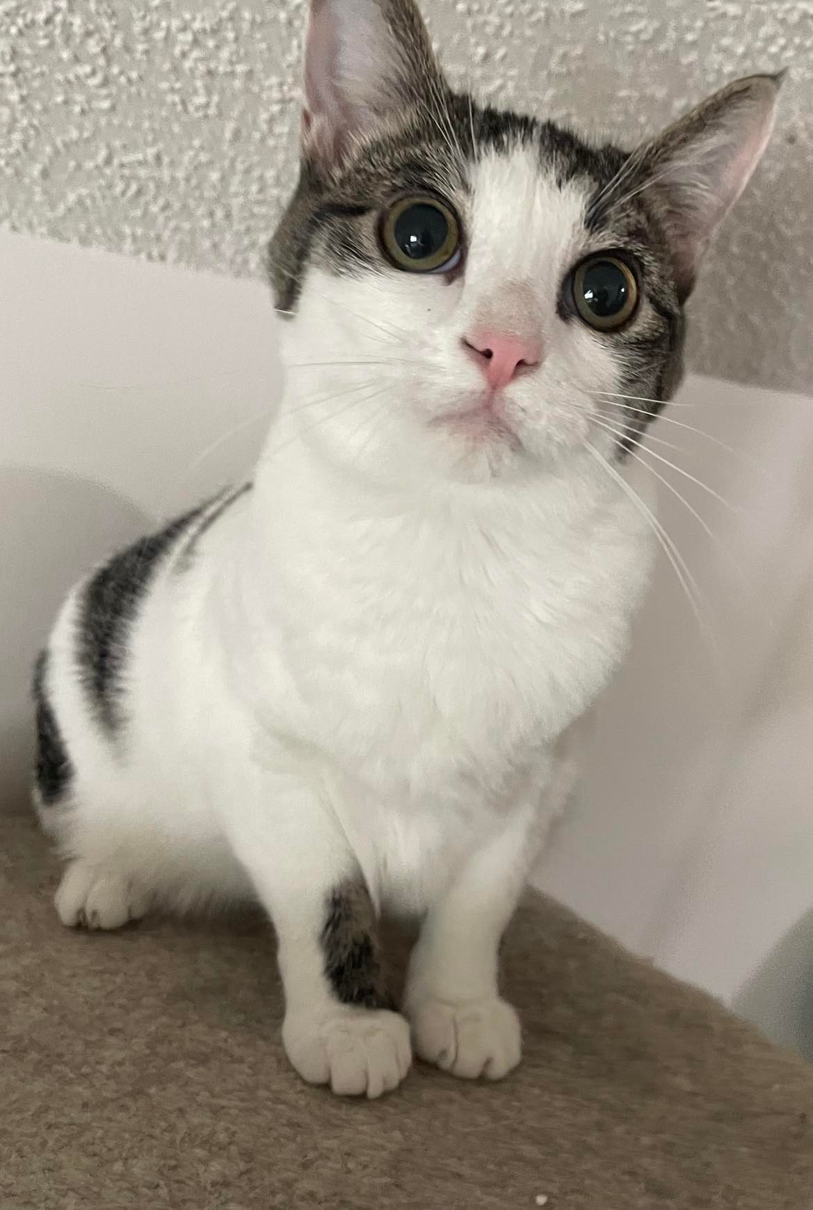 Cats for Adoption in Shelbyville, Tennessee Alpha Paw