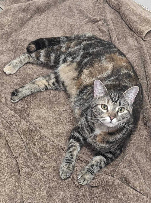 CAYENNE II, Young Torbie (short coat), cat for adoption in Florence, Alabama