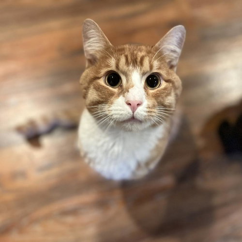 HOBBES, Adult Tabby (short coat), cat for adoption in Florence, Alabama