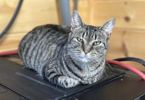 YOKO, Adult Tabby (short coat), cat for adoption in Florence, Alabama