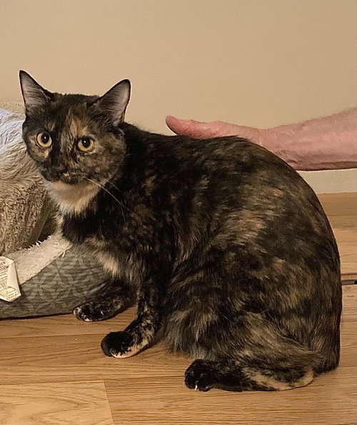 RORY, Adult Tortoiseshell (short coat), cat for adoption in Florence, Alabama